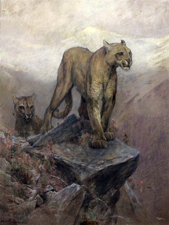 Arthur Wardle (1864-1949), pastel - Mountain lions 84 x 69cm